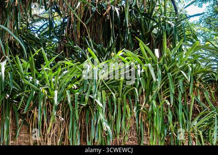 Bromelienepiphyten wachsen im Baldachin eines riesigen Regenbaums in den Gärten des Fort King George Heritage Park, Scarborough auf Tobago Island, West Indies. Stockfoto