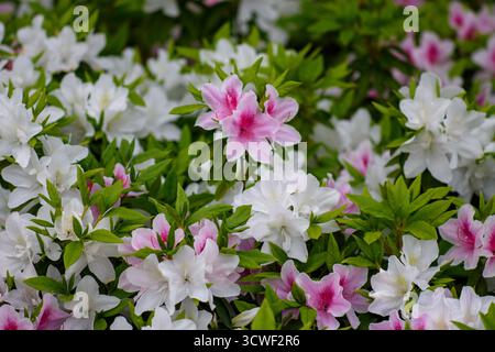 Nahaufnahme blühender rosa und weißer Azaleen mit grünen Blättern. Stockfoto