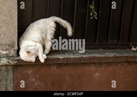 Flauschige, langhaarige weiße Katze in einer akrobatischen, peinlichen Pose, die neugierig von einem schwarzen Eisenzaun blickt Stockfoto