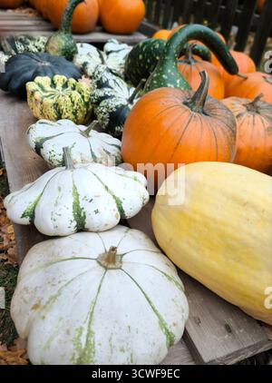 Herbstdekor: Eine Sammlung von Kürbissen in verschiedenen Formen, Farben und Größen für Halloween und Thanksgiving Stockfoto