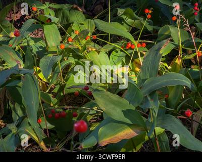 Convallaria majalis L. (Maiglöckchen) mit hellroten Beeren, die in einer natürlichen Waldumgebung wachsen. Stockfoto