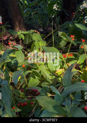 Convallaria majalis L. mit giftigen roten Beeren im Waldsonnenlicht Stockfoto