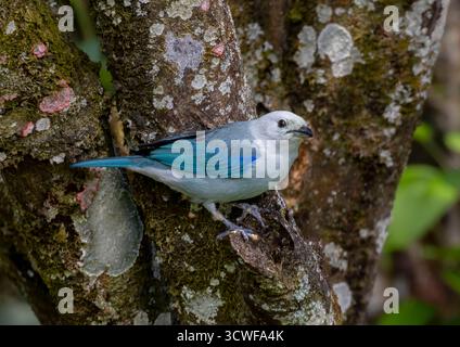 Wunderschönes blaugraues Tanager (Thraupis episcopus), das auf einem Baumstamm thront und sein wunderschönes blaues Gefieder zeigt Stockfoto