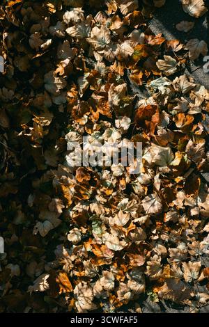 Bunte Herbstblätter bedecken den Boden und zeigen verschiedene Braun- und Orangentöne in einem saisonalen Übergang. Stockfoto