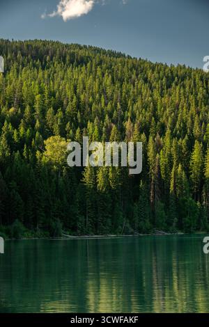 Rolling Hills, Bedeckt Mit Pine Forest, Rollt In Den Bowman Lake Im Glacier National Park Stockfoto