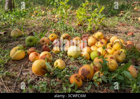 Verfaulte und überreife Äpfel, die auf dem Boden in einem Obstgarten verstreut sind. Einige Äpfel bleiben frisch, andere zeigen Anzeichen von Verfall. Zersetzung von abgefallenen Früchten Stockfoto