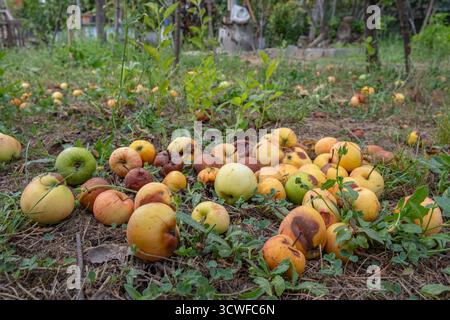 Verfaulte und überreife Äpfel, die auf dem Boden in einem Obstgarten verstreut sind. Einige Äpfel bleiben frisch, andere zeigen Anzeichen von Verfall. Zersetzung von abgefallenen Früchten Stockfoto