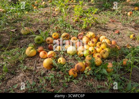 Verfaulte und überreife Äpfel, die auf dem Boden in einem Obstgarten verstreut sind. Einige Äpfel bleiben frisch, andere zeigen Anzeichen von Verfall. Zersetzung von abgefallenen Früchten Stockfoto