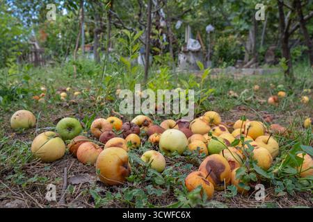 Verfaulte und überreife Äpfel, die auf dem Boden in einem Obstgarten verstreut sind. Einige Äpfel bleiben frisch, andere zeigen Anzeichen von Verfall. Zersetzung von abgefallenen Früchten Stockfoto