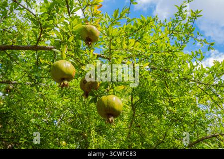 Grüner Baum mit üppigen Blättern und unreifen Granatäpfeln, die auf Zweigen wachsen, unter hellem Himmel mit weißen Wolken. Natürliche Szene eines Granatapfelbaums Stockfoto