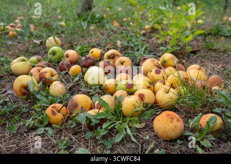 Verfaulte und überreife Äpfel, die auf dem Boden in einem Obstgarten verstreut sind. Einige Äpfel bleiben frisch, andere zeigen Anzeichen von Verfall. Zersetzung von abgefallenen Früchten Stockfoto