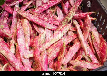 Eine Vollbild-Nahaufnahme frischer Borlotti- oder Cranberry-Bohnenschoten mit leuchtenden rosa und grünen Sprenkeln, die in einer Schwarzmarktkiste in Porto gestapelt sind Stockfoto