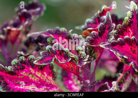 Nahaufnahme lebendiger Coleus-Pflanzenblätter mit auffälligen Mustern aus Magenta, tiefem Violett, Grün und Gelb. Stockfoto