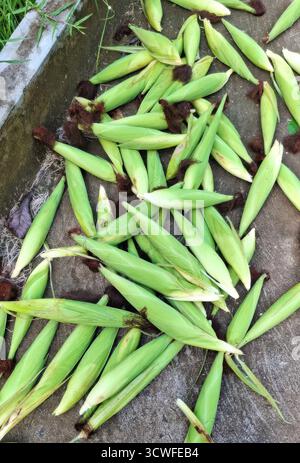 Foto von frisch geernteten Maiskolben mit grünen Schalen und brauner Seide, verstreut auf einer Betonoberfläche. Die Maisohren variieren in Größe und Form, Showin Stockfoto