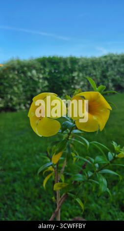 Nahaufnahme von zwei hellgelben Allamanda-Blüten (Allamanda Cathartica), die auf einem grünen Stamm in einer Gartenumgebung blühen. Die trompetenförmigen Blüten Stockfoto