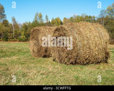 Runde Heuballen auf einer Weide Stockfoto