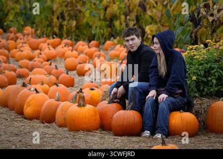 Richmond, Kanada. Oktober 2025. Menschen besuchen den Kürbisstreifen einer lokalen Farm in Richmond, British Columbia, Kanada, 11. Oktober 2025. Kürbisflecken sind eine beliebte Herbstattraktion in ganz Kanada, wo sich Familien treffen, um Kürbisse zu pflücken und sich auf die Halloween-Saison vorzubereiten. Quelle: Liang Sen/Xinhua/Alamy Live News Stockfoto