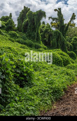 Spaziergang über Norristown/Plymouth Meeting, Pennsylvania Stockfoto