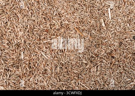 . Gerste auf dem Hintergrund der Ausrottung. Ernährungs- und Landwirtschaftskonzept. Gerstenbohnen auf Holzplatte. Malzkörner in der Nahaufnahme Stockfoto