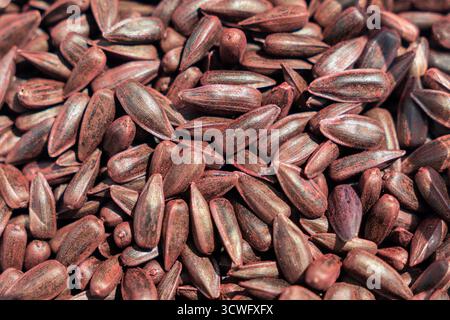 Hintergrund der Sonnenblumenkerne. Close-up-Makro für rote Sonnenblumenkerne. Stockfoto