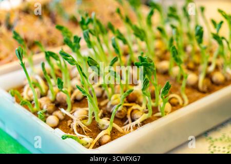Mikrogrüns im Container zu Hause anbauen. Gärtner, der junge Petersiliensämlinge im Gemüsegarten oder Labor pflanzt. Gartenarbeit im Haus. Wachsende Heilung Stockfoto