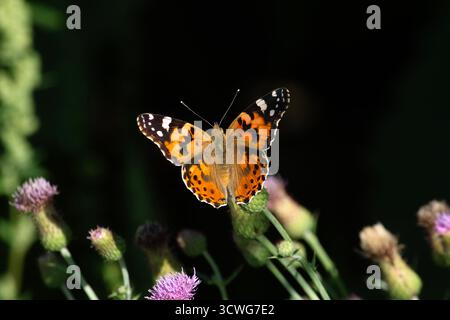 Pfau-Stiefmütterchen sammelt Nektar von Wildblumen Stockfoto