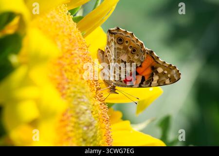 Pfau-Stiefmütterchen sammelt Nektar von Sonnenblumen Stockfoto