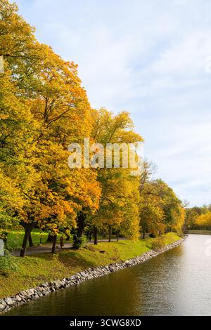 Bunte Laubbäume in gelb-orange Herbstlaub von Djurgårdskanalen in Stockholm, mit herbstfarbenen Blättern an einem hellen sonnigen Oktobertag Stockfoto