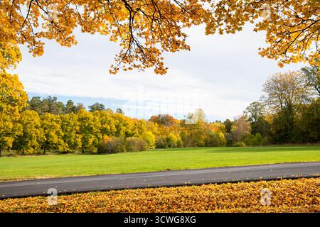 Herbstliche Landschaft eingerahmt von Ästen mit orangefarbenem und gelbem Laub, mit bunten Blättern auf dem Boden durch eine Straße Stockfoto