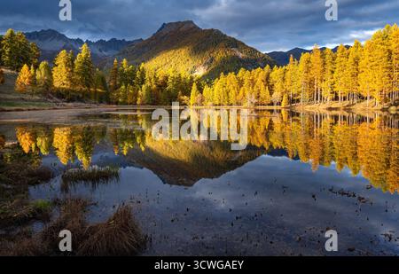 Herbstblick auf Lac de Roue im Regionalen Naturpark Queyras, französische Alpen. Malerischer Alpensee mit Wald und Lärchen. Hautes Alpes, Frankreich Stockfoto