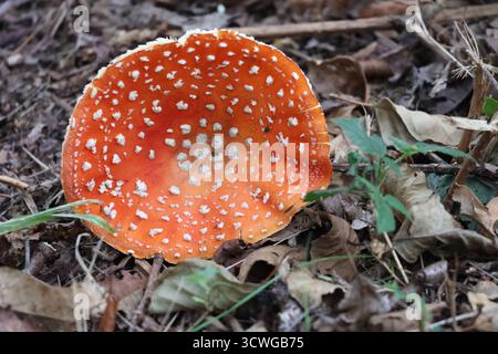Amanita Muscaria Pilz Stockfoto