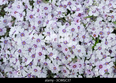 Phlox subulata North Hills, Moos Phlox North Hills, kriechender Phlox, weiße Blüten, violette Augen Stockfoto