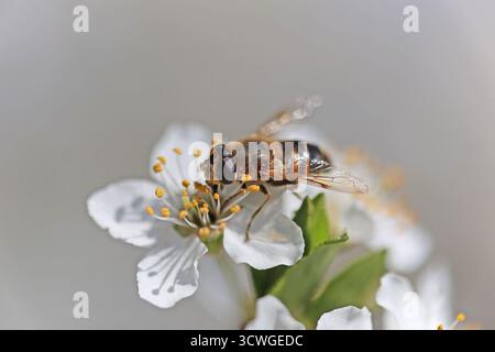 Nahaufnahme einer Biene, die im Frühjahr eine weiße Kirschblüte bestäubt Stockfoto