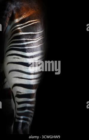 Okapi, Okapia johnstoni, auch bekannt als Waldgiraffe. Rückansicht der gestreiften Hinterbeine, isoliert auf schwarzem Hintergrund. Ein Artiodactyl-Säugetier Stockfoto