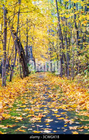 Wunderschöne Herbstlandschaft. Der Weg im Park ist mit gelbem Laub übersät. Hochwertige Fotos Stockfoto