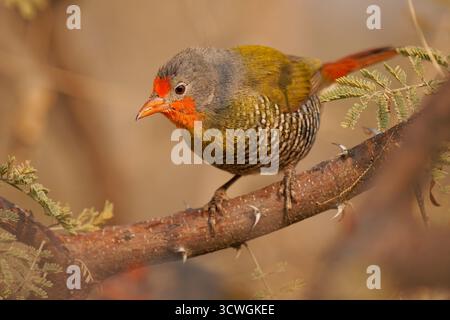 Grün geflügelte Pytilia Pytilia melba kleiner bunter Samenfresser in Estrildidae, der in Afrika südlich der Sahara verbreitet ist, Vogel mit Rot im Busch Stockfoto