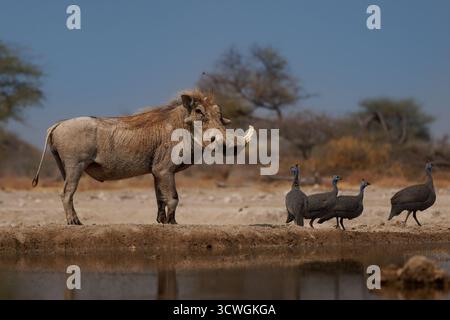 Gewöhnliches Warzenschwein - Phacochoerus africanus wildes Mitglied der Schweinefamilie Suidae, gefunden in Grasland, Savanne und Wald, schönes Porträt von Warzenschwein Stockfoto