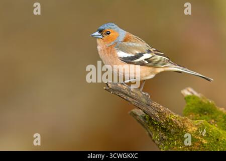 Der Eurasische Buchinch, oder einfach nur der Buchinch (Fringilla coelebs) ist ein weit verbreiteter kleiner Passinenvogel Stockfoto