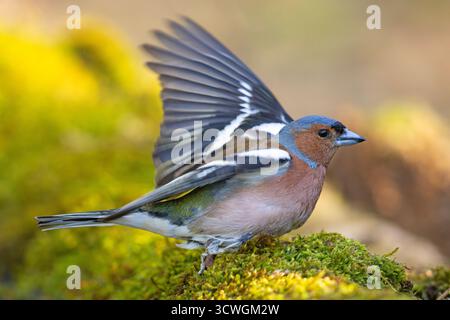Der Eurasische Buchinch, oder einfach nur der Buchinch (Fringilla coelebs) ist ein weit verbreiteter kleiner Passinenvogel Stockfoto