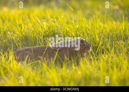 Der Europäische Hase (Lepus europaeus), auch bekannt als Braunhase, ist eine in Europa und Teilen Asiens heimische Hasenart Stockfoto