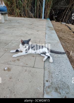 Eine verspielte graue und weiße Katze, die eine entspannte Zeit im Freien unter der Sonne genießt Stockfoto