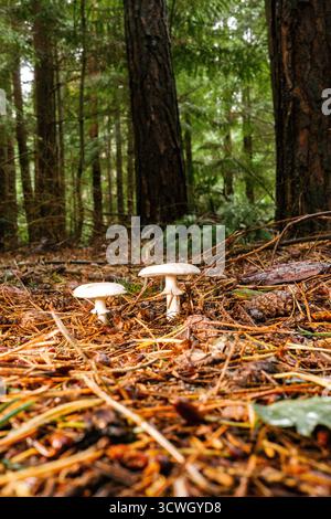 Pilze im Wald Stockfoto