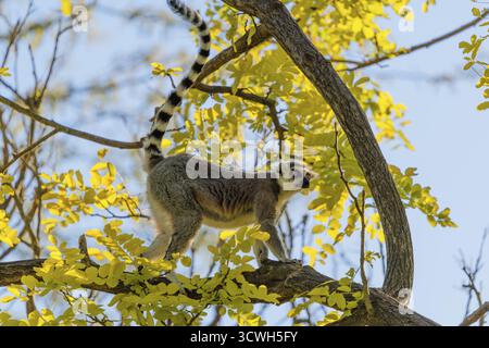 Ein Ringschwanzlemur (Lemur catta) läuft an einem sonnigen Tag über einen Zweig hoch oben in einem Baum gegen das Licht. Südlicher und südwestlicher Madagaskar Stockfoto