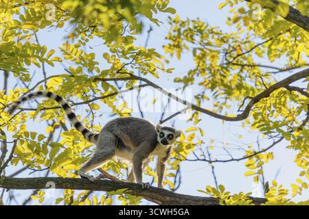 Ein Ringschwanzlemur (Lemur catta) läuft an einem sonnigen Tag über einen Zweig hoch oben in einem Baum gegen das Licht. Südlicher und südwestlicher Madagaskar Stockfoto