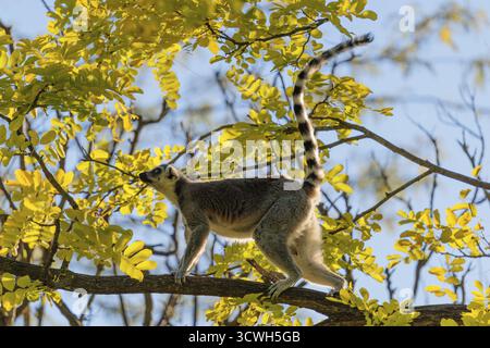 Ein Ringschwanzlemur (Lemur catta) läuft an einem sonnigen Tag über einen Zweig hoch oben in einem Baum gegen das Licht. Südlicher und südwestlicher Madagaskar Stockfoto