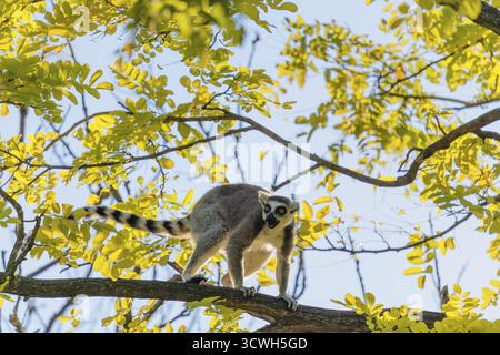 Ein Ringschwanzlemur (Lemur catta) läuft an einem sonnigen Tag über einen Zweig hoch oben in einem Baum gegen das Licht. Südlicher und südwestlicher Madagaskar Stockfoto