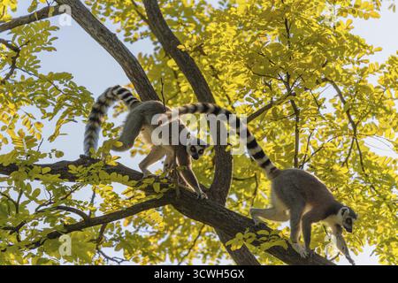 Ein Ringschwanzlemur (Lemur catta) läuft an einem sonnigen Tag über einen Zweig hoch oben in einem Baum gegen das Licht. Südlicher und südwestlicher Madagaskar Stockfoto