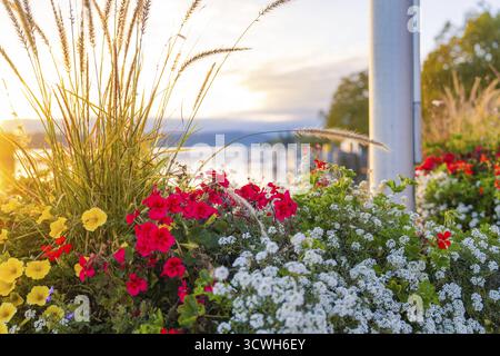 Bunte Blumen im Vordergrund bei Sonnenuntergang am See, Ueberlingen, Bodensee, Deutschland Stockfoto
