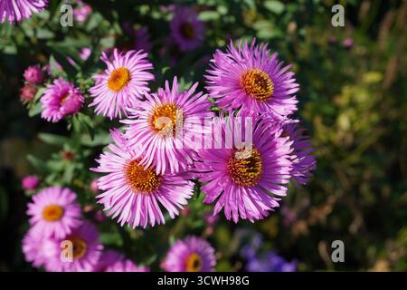 Eine Gruppe rosafarbener Asterblumen im Herbst. Kleine Blumen mit rosa Blüten Stockfoto