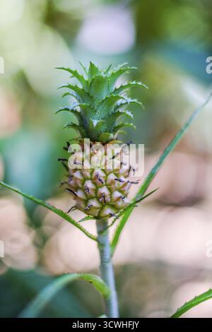 Kleinen Dschungel Ananas wachsen auf der Anlage Stockfoto